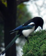 Vogel